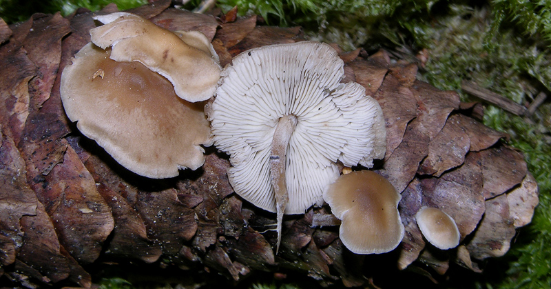 Baeospora myosura (Fr.) Singer